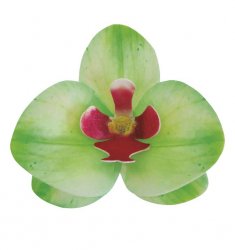 waferdekorationer grön orkidé