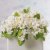 Utstickare Petunia 5 st