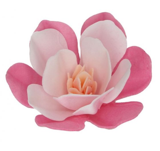 Rosa Magnolia
